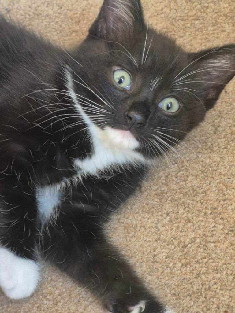Cats 12 weeks old