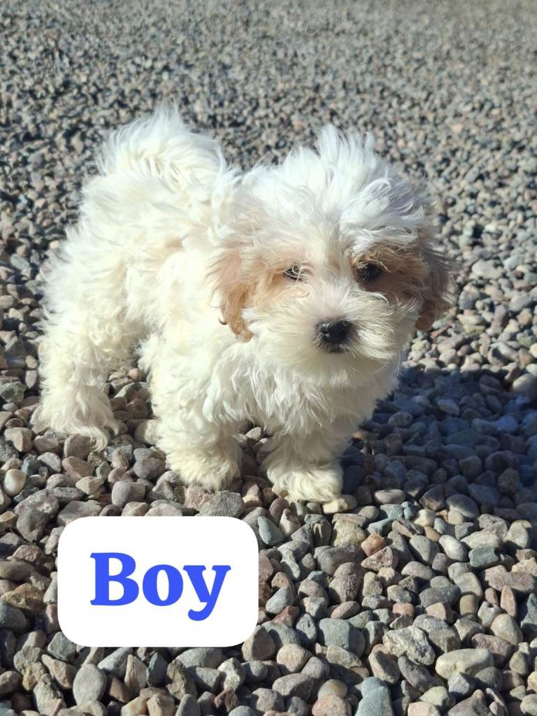 Shichon puppy 
