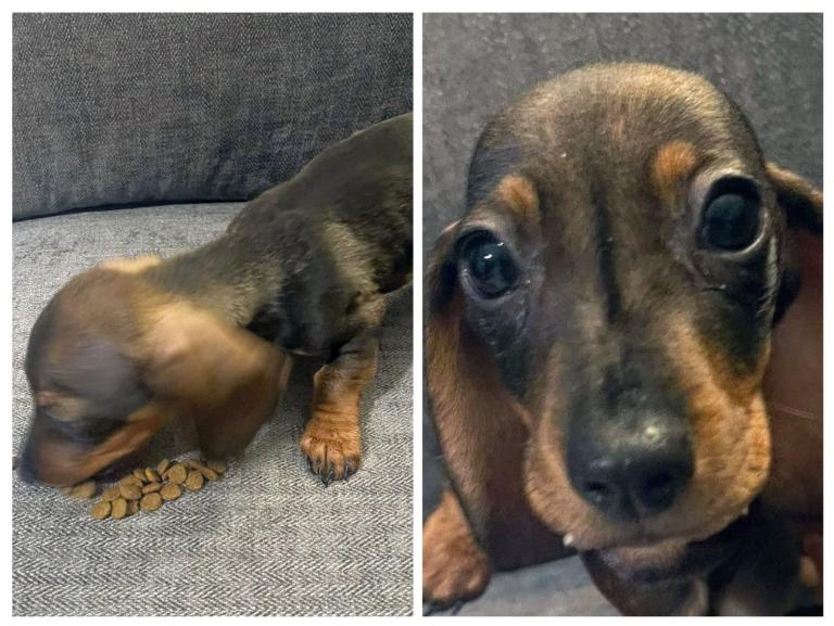 Miniature dachshund puppies