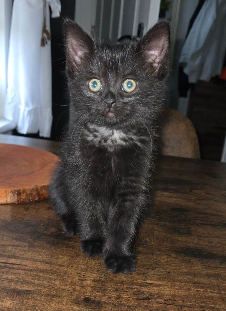 kitten for sale( girls)