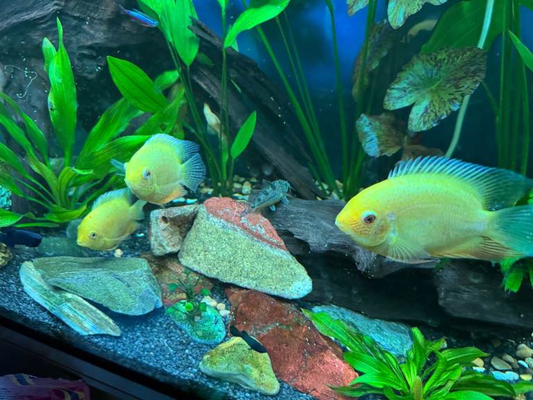 Tropical Fish Golden Severum