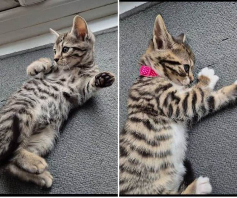 X2 bengal 16wks old 1x M  1xF