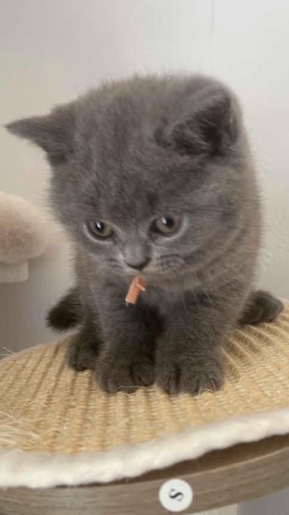 British Shorthair kittens