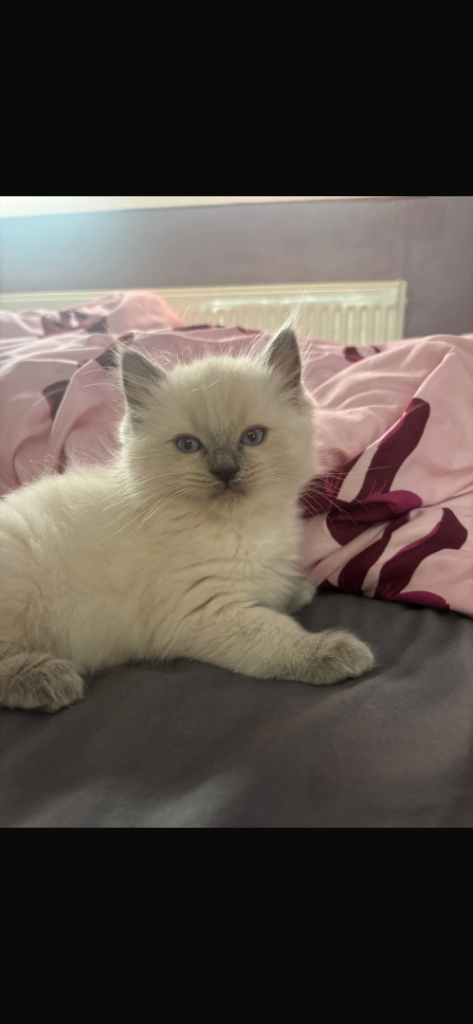 Pure breed RagDoll kittens 