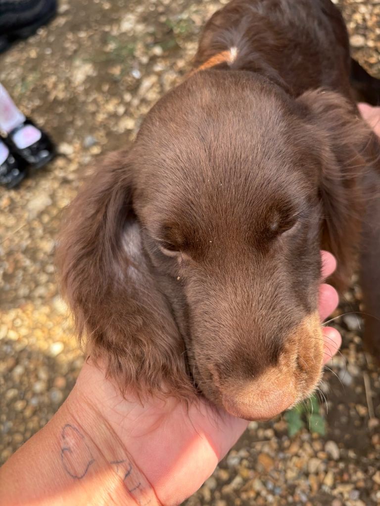 Chocolate cocker spaniel pup