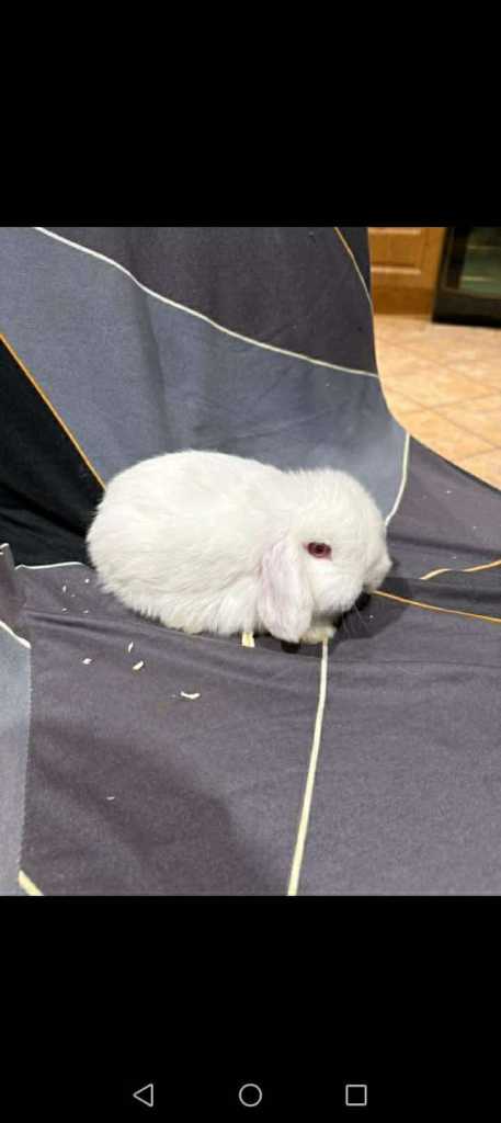 Mini lop 