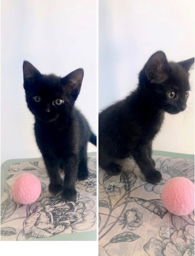 Adorable 8-Week-Old Black Kittens Looking for Loving Homes!