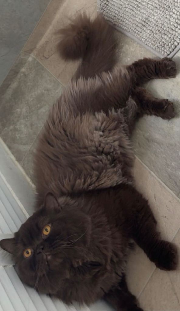 Chocolate and lilac British short hairs for sale 