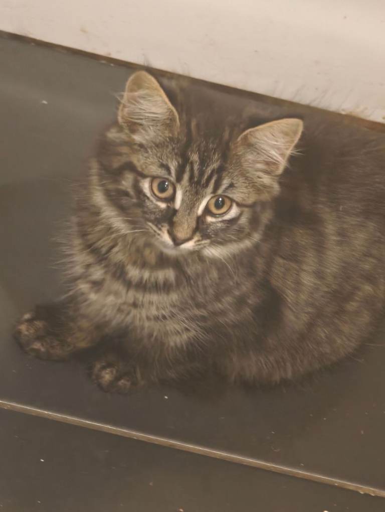 Mixed litter and coat kittens, for sale