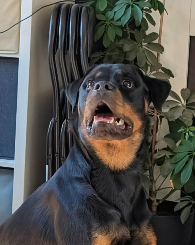 Rottwieler ready at 8 weeks, microchiped.