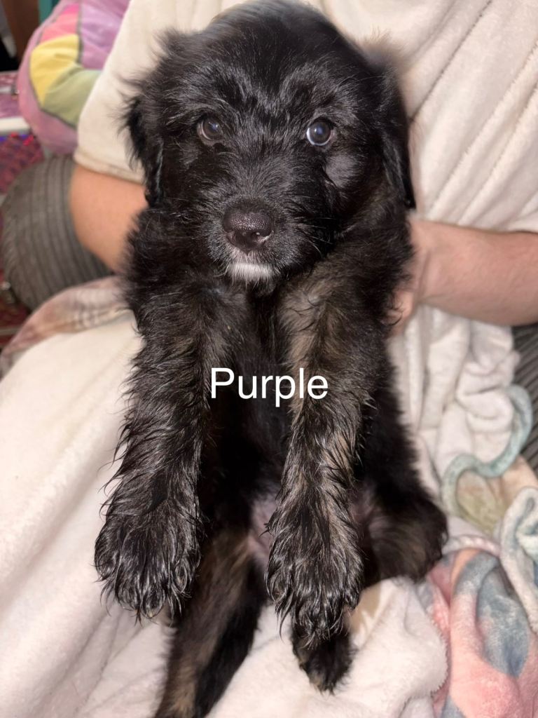Staffy cross labradoodle puppies 