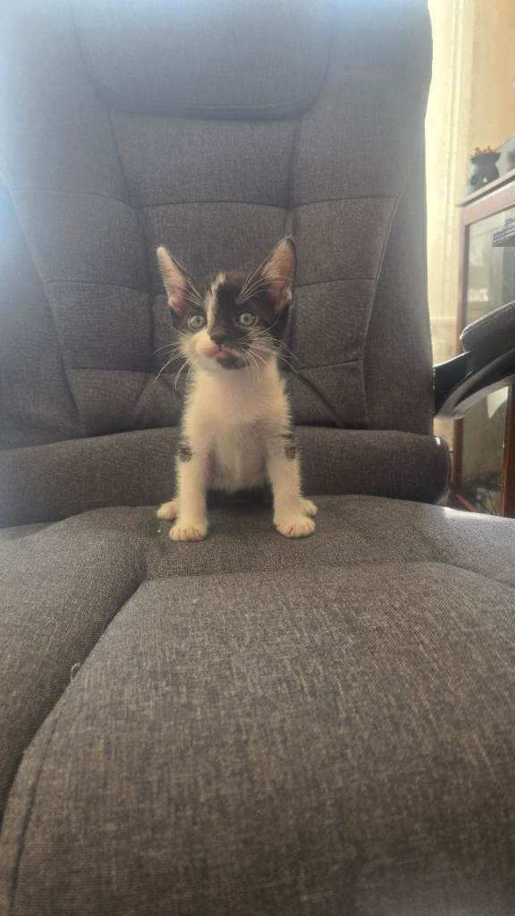 Kittens for sale (1 left)