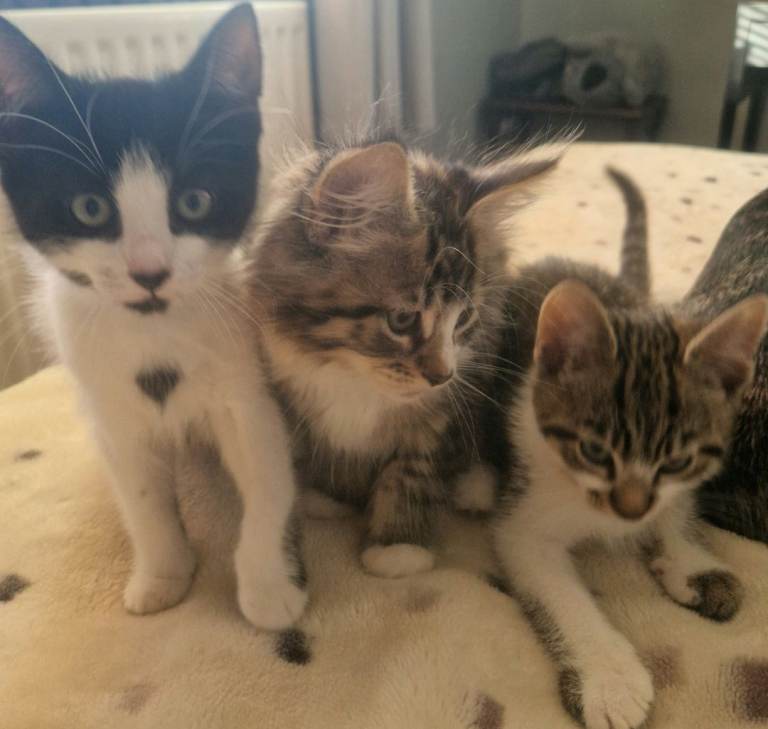 image for Lovle cats 3 mons old