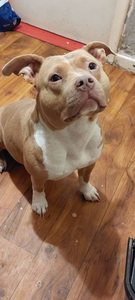 Pocket Bully for sale