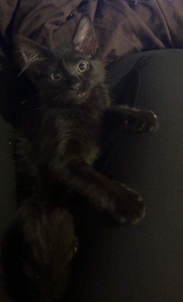 Female British long haired kitten available 