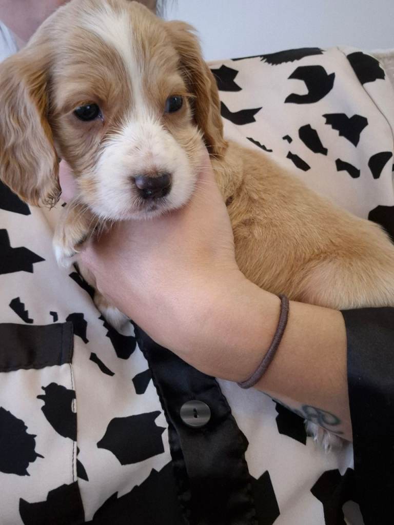 8 week old cocker spaniel 