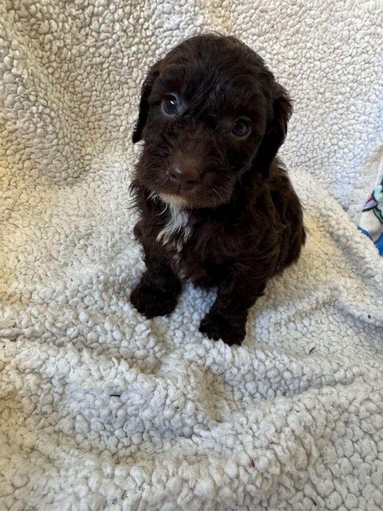 F1 cockapoo puppies