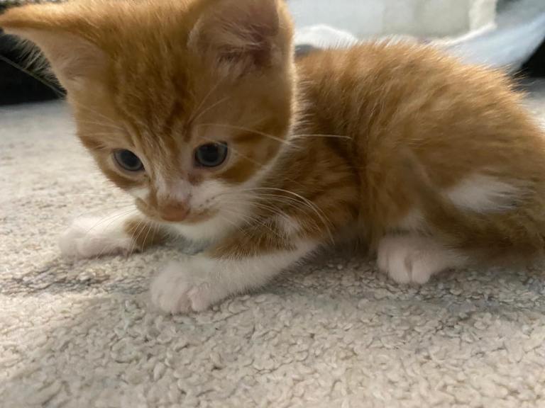 Ginger Tabby Kitten For Sale 