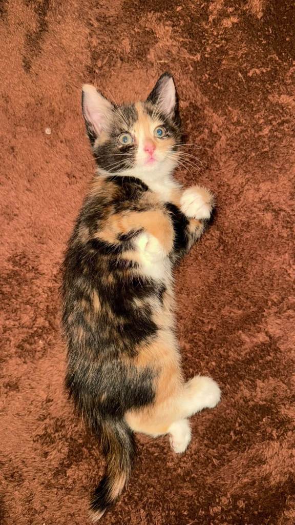 🐾 **5 ADORABLE KITTENS LOOKING FOR LOVING HOMES!** 🐾 ️ | in Richmond ...