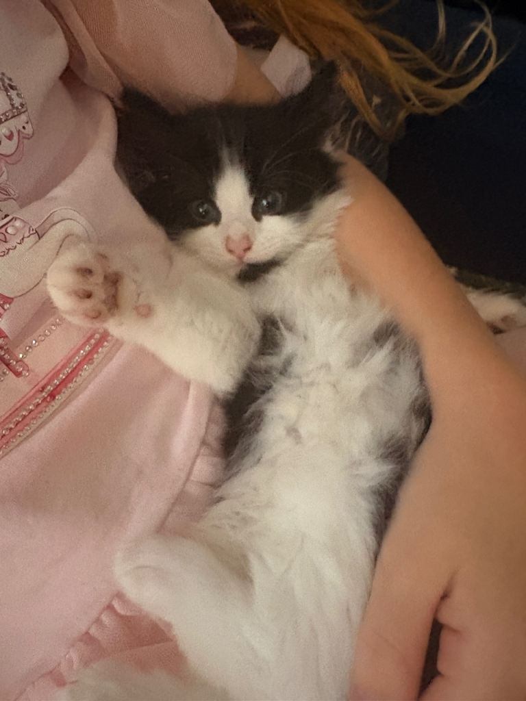 2 short haired and 1 long haired kittens 
