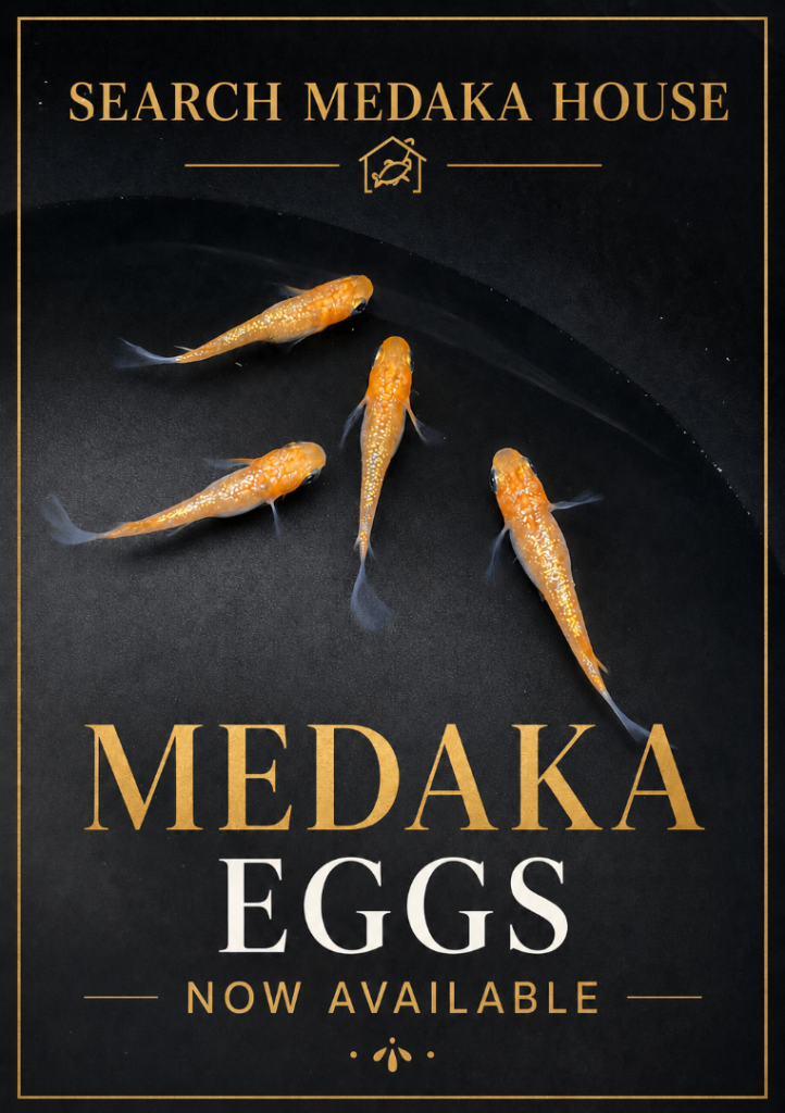 Medaka rice fish eggs for sale, many varieties search Medaka house 