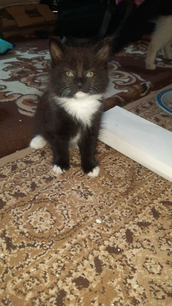 English long hair cut for sale very lovely cat