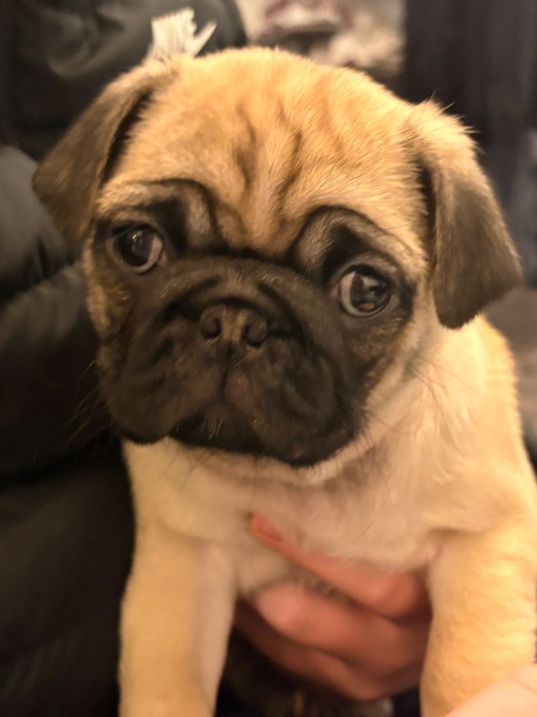 Pug puppy 