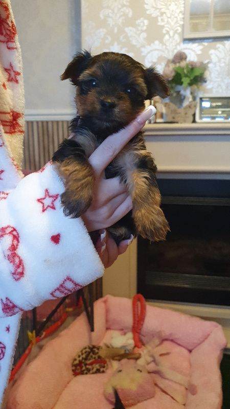 Yorkshire terrier puppies 