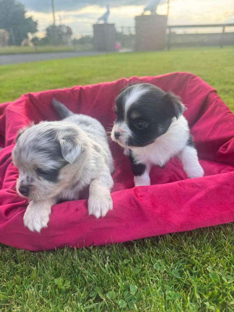 Stunning Merle Chihuhuahua Pups