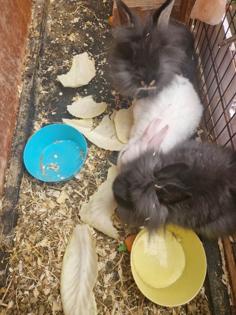 Lion head rabbit