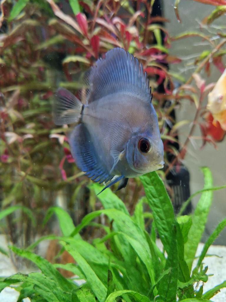4 discus