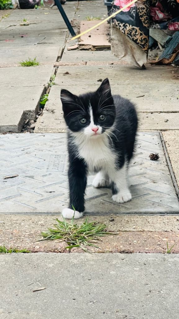 3 adorable kittens looking for a loving home