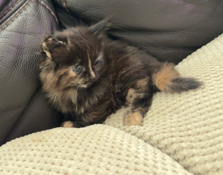 Variety of gorgeous kittens for sale 
