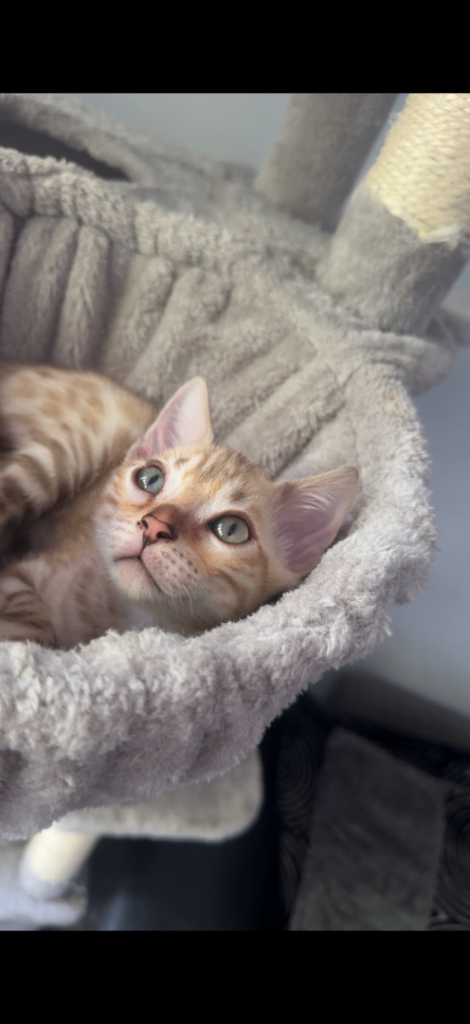 Pure bred Bengal Kittens 