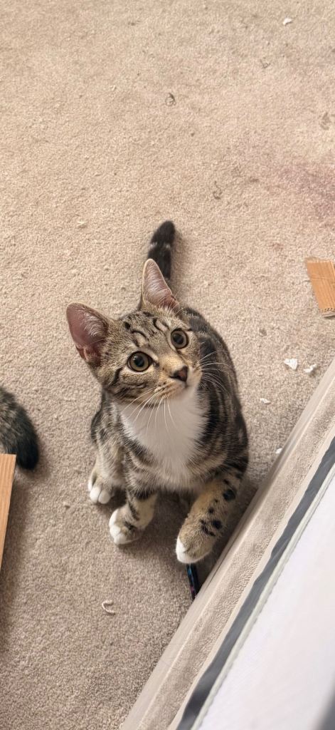 Bsh cat and mixed kitten 