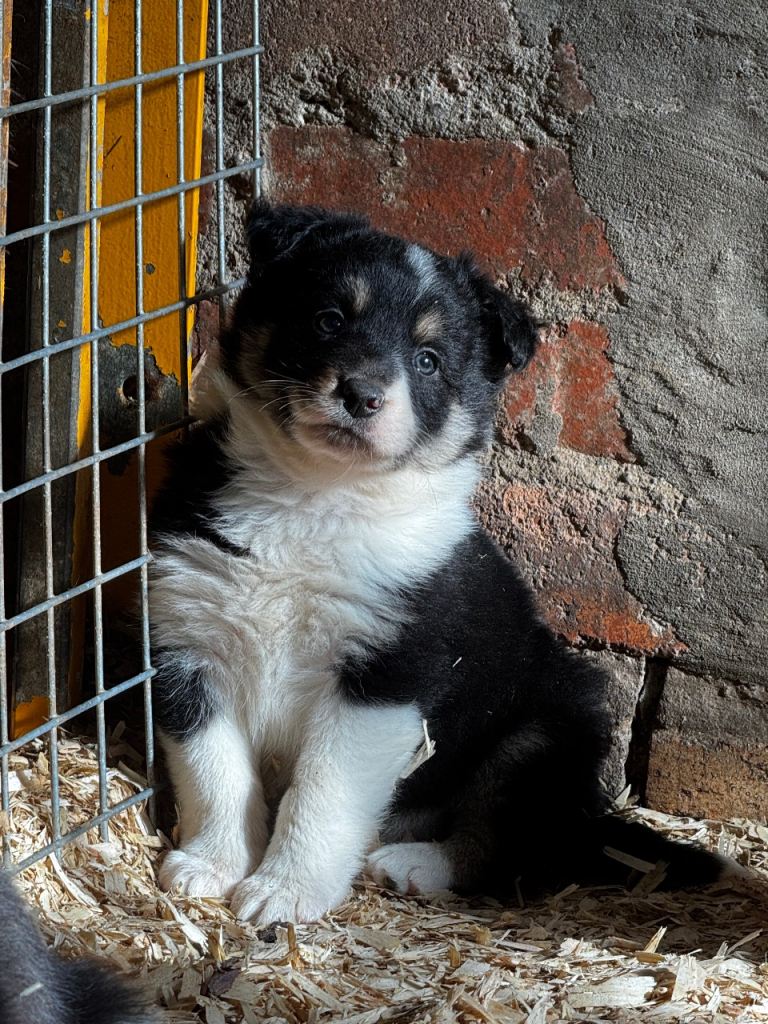 BORDER COLLIE PUPS FOR SALE🐾