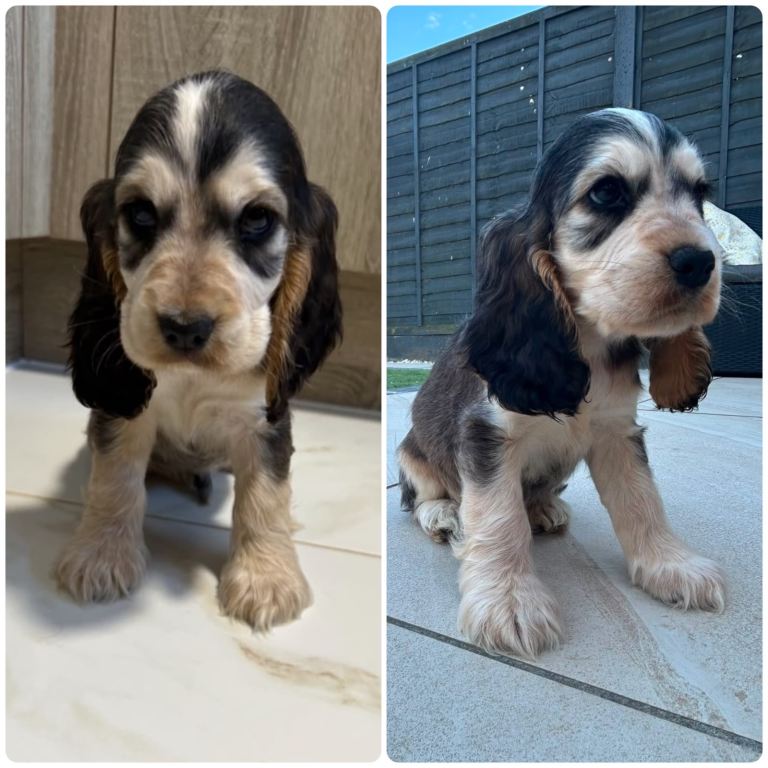 Stunning Show Type cocker spaniels 