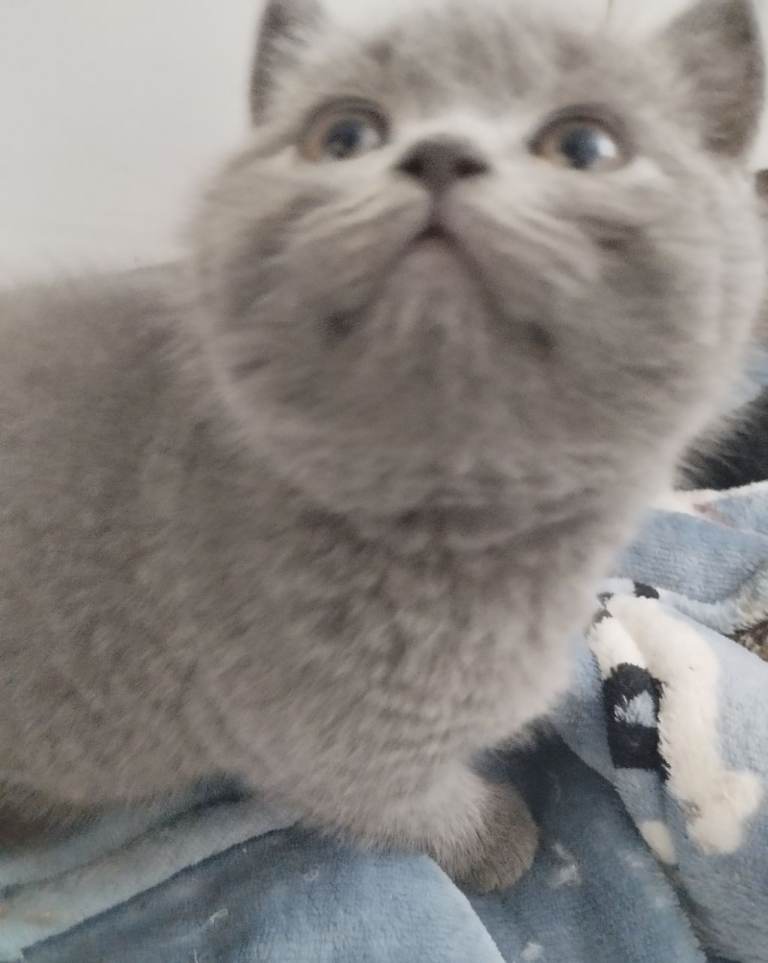 British Blue Shorthair Kittens