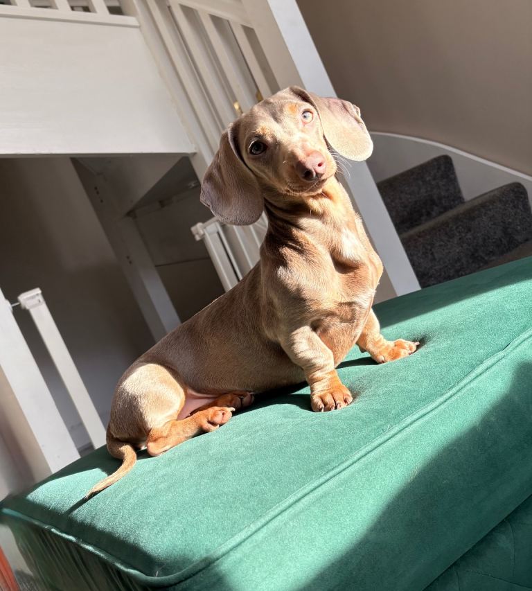 6 month Mini Dachshund Girl 
