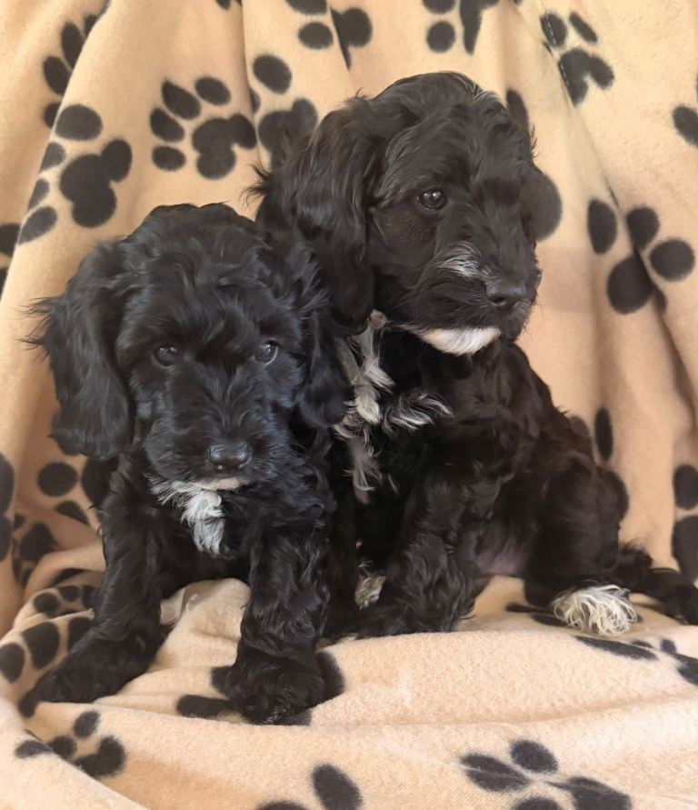 Beautiful Cockerpoo puppies 