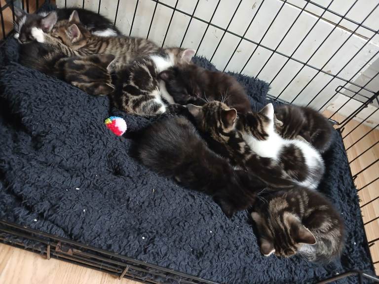 10 kittens for sale 