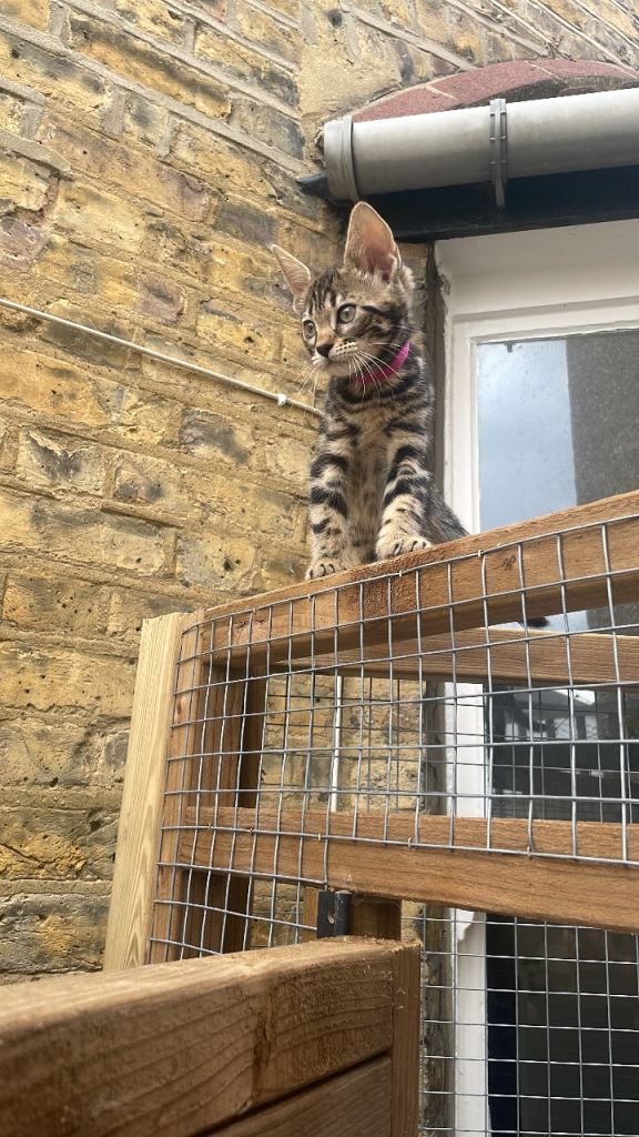 Beautiful Bengal x Maine coone kittens 