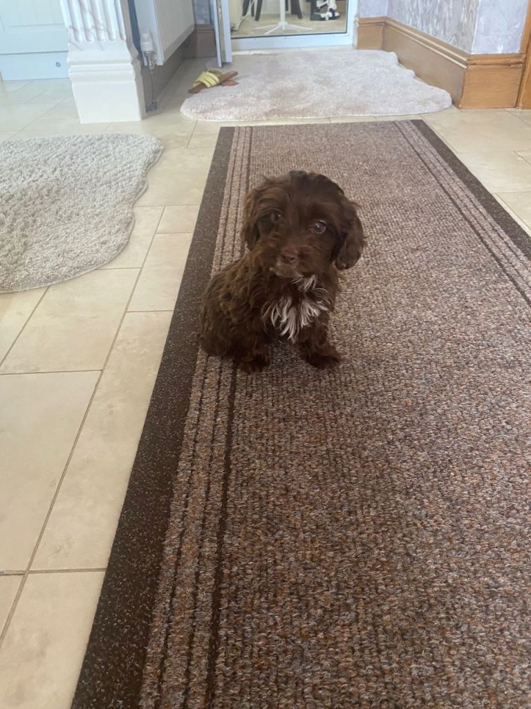Cockapoo puppies 