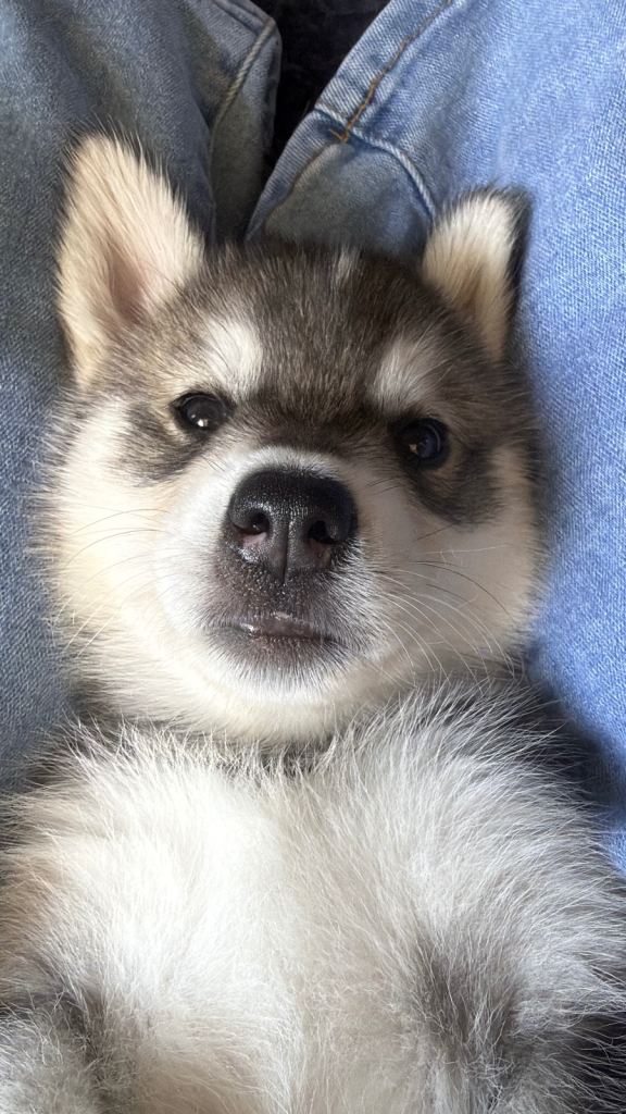 Beautiful and loving Shepski puppies 