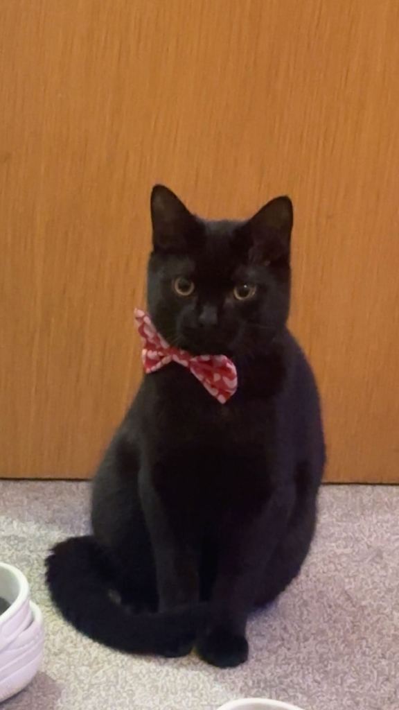 6 Month Old British ShorthairX Bombay Kitten