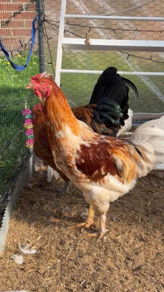 friendly young rooster 