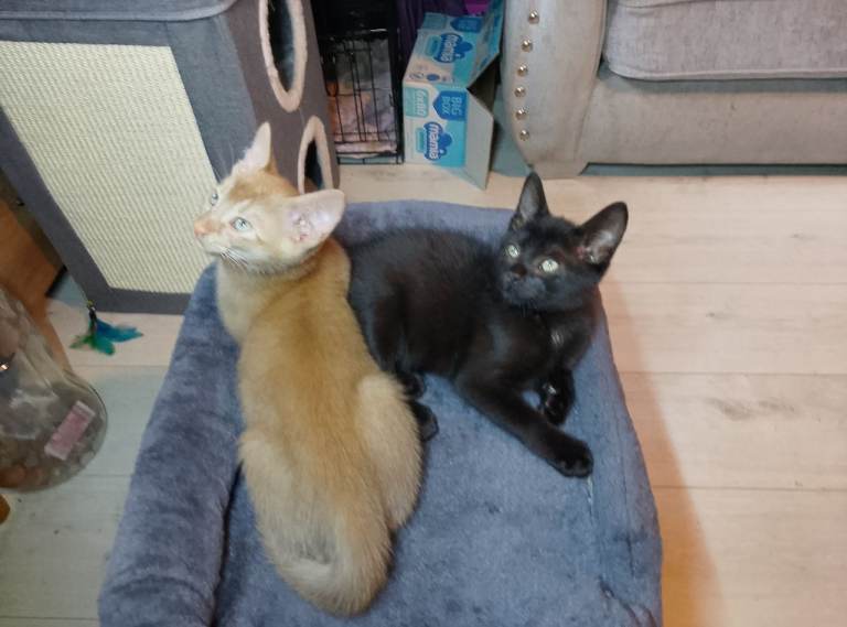 KITTENS MALE
