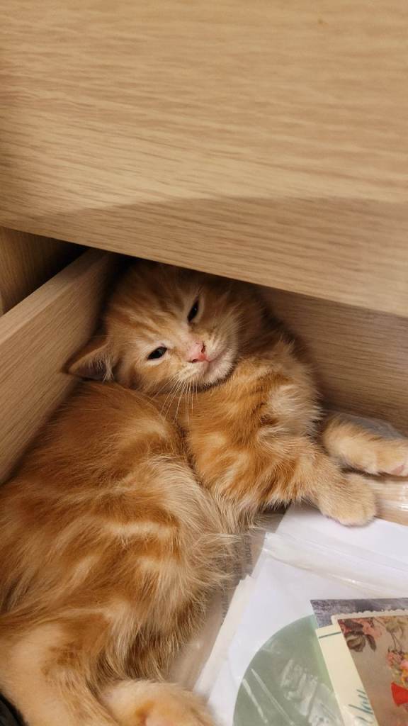 Available Beautiful ginger girl is  looking for their forever families 