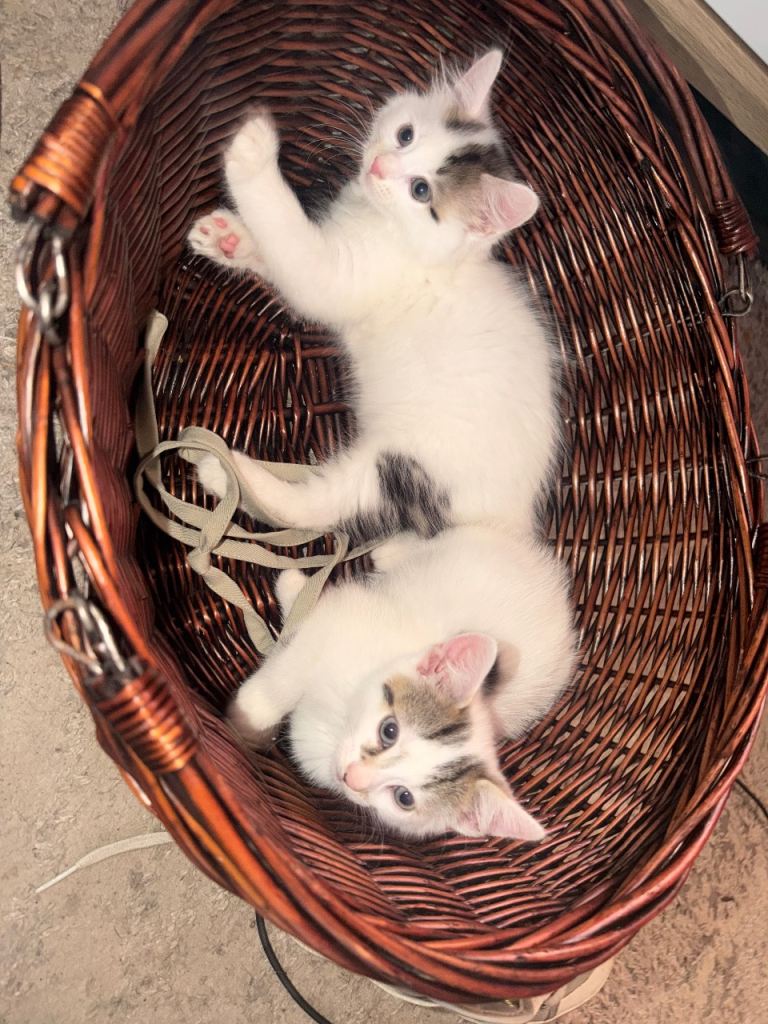 Cute kittens