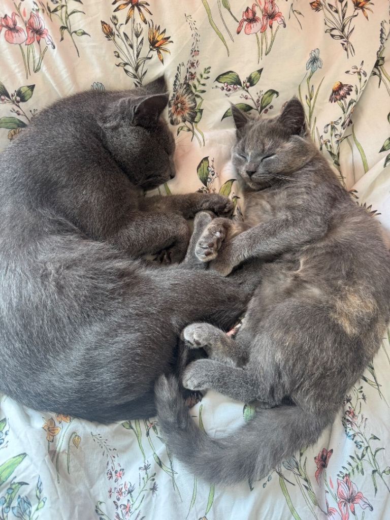 Nala - British short hair x Persian kitten for sale girl